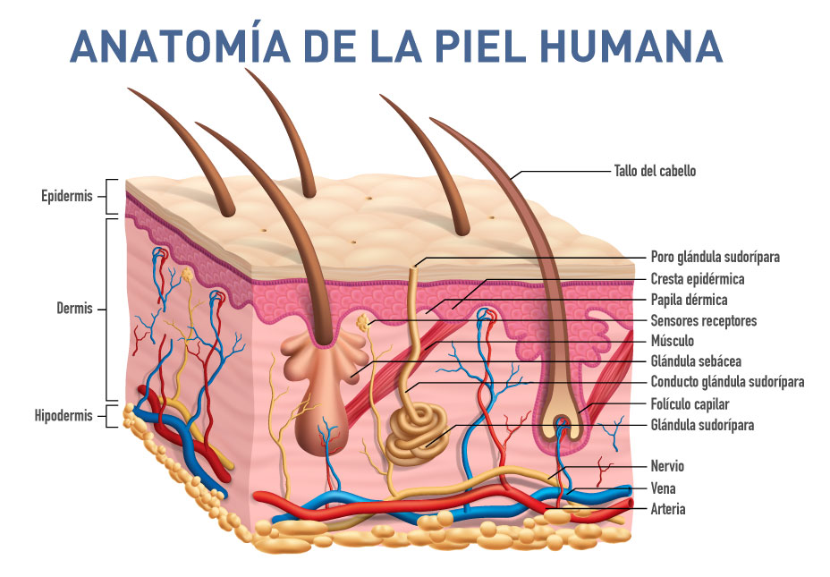 Anatomía de la piel humana